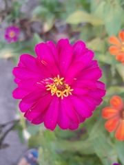 Zinnia elegans