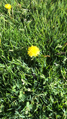 Taraxacum officinale