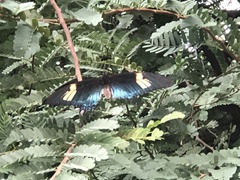 Heraclides androgeus