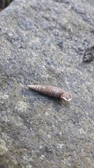 Alinda biplicata