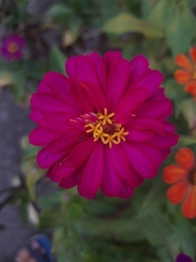 Zinnia elegans