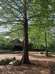 Taxodium distichum