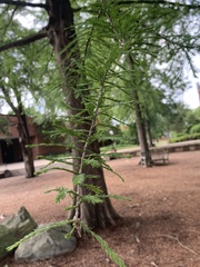 Taxodium distichum