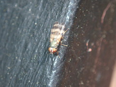 Chaetopsis fulvifrons