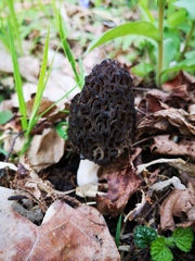 Morchella esculenta