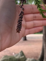 Taxodium distichum