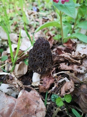 Morchella esculenta
