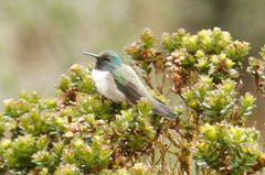 Oreotrochilus chimborazo