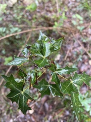 Berberis trifoliolata