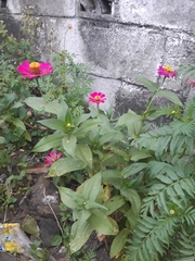 Zinnia elegans