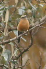 Ochthoeca fumicolor