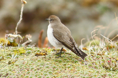 Muscisaxicola alpinus