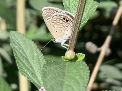 Hemiargus