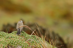 Muscisaxicola alpinus