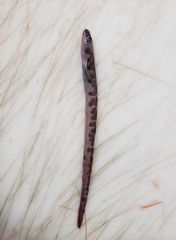 Checkered Wolf Eel photo 2