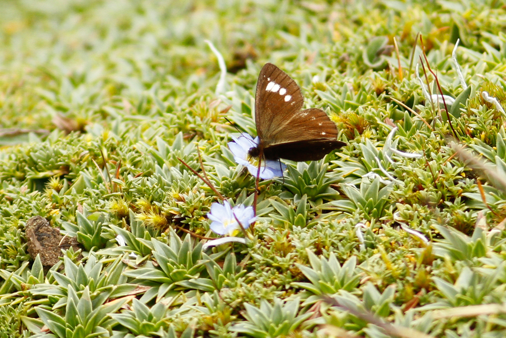 Altopedaliodes tena