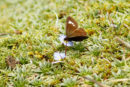 Altopedaliodes tena