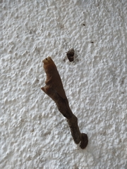 Nannotrigona testaceicornis