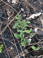 Acalypha chamaedrifolia