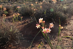 Moraea bifida