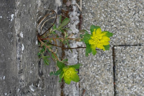 Euphorbia epithymoides