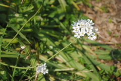 Allium trifoliatum
