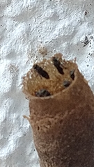 Nannotrigona testaceicornis