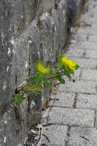 Euphorbia epithymoides