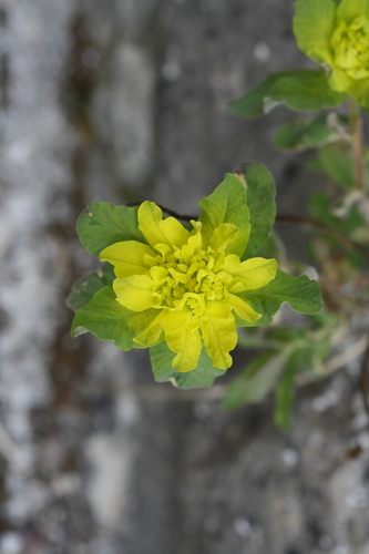Euphorbia epithymoides