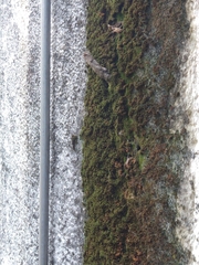 Nannotrigona testaceicornis