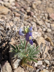 Lupinus havardii