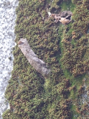 Nannotrigona testaceicornis