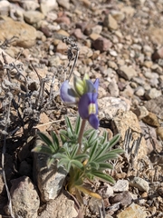 Lupinus havardii