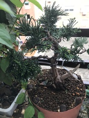 Juniperus