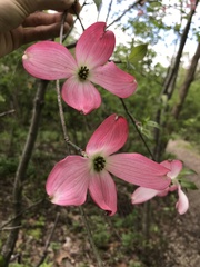 Cornus florida rubra