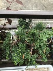 Juniperus