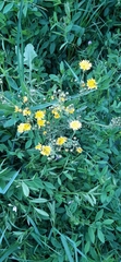 Crepis vesicaria taraxacifolia