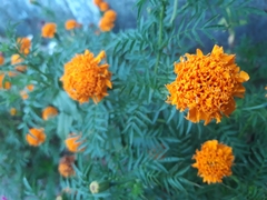 Tagetes erecta