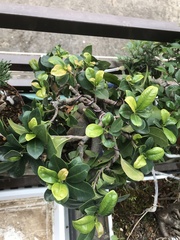 Angiospermae