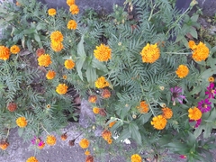 Tagetes erecta