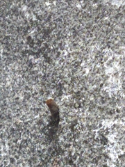 Nannotrigona testaceicornis