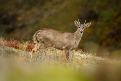 Odocoileus virginianus ustus