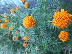 Tagetes erecta