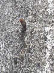 Nannotrigona testaceicornis