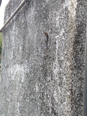 Nannotrigona testaceicornis