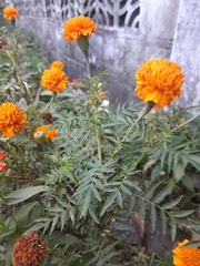 Tagetes erecta