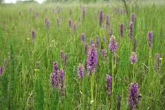 Dactylorhiza majalis baltica