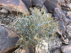 Prunus fasciculata