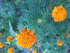 Tagetes erecta