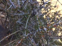 Prunus fasciculata